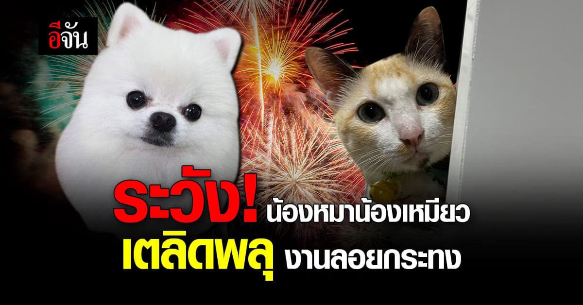 เทศกาลลอยกระทง ระวังน้องหมาน้องแมวตกใจเสียงพลุ