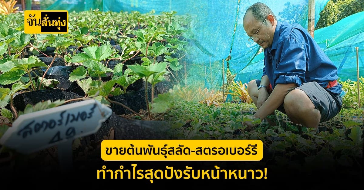 ผัก-ผลไม้หน้าหนาว ขายดีไม่ไหว! ทำรายได้เดือนละ 30,000 บาท