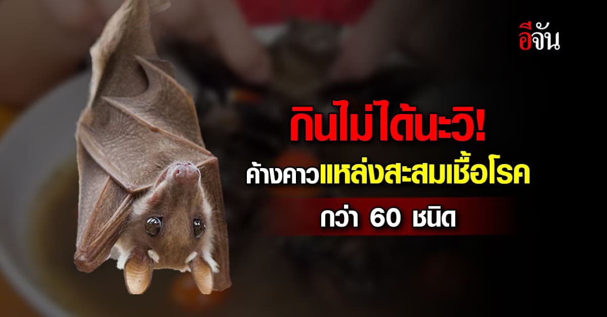 หมอแล็บเตือน! กินค้างคาว แหล่งสะสมของไวรัสกว่า 60 ชนิด