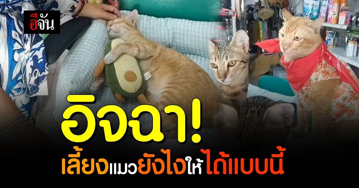อิจฉา! น้องแมวขี้อ้อน เจ้าของพาเข้านอนก็นอนอย่างว่าง่าย