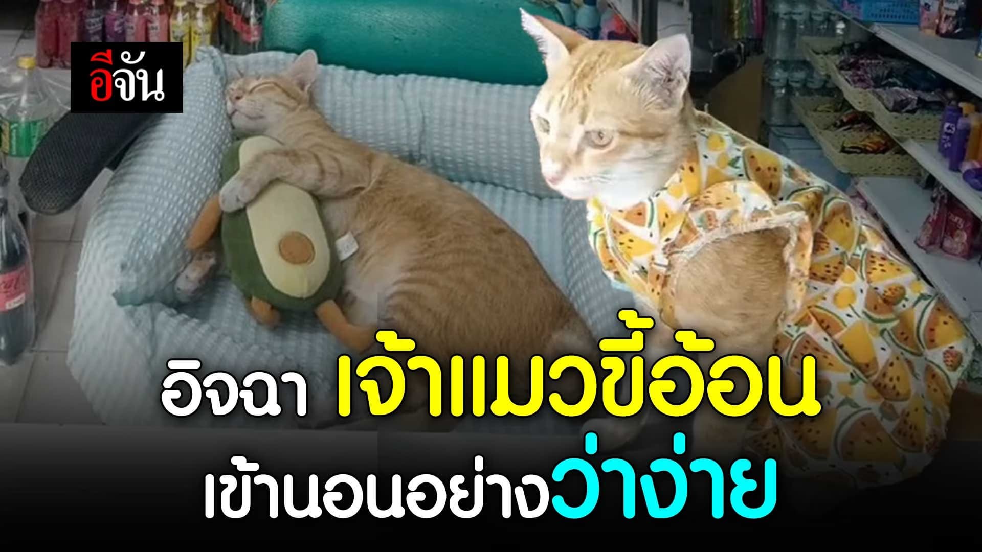 🎬 อิจฉา เจ้าแมวขี้อ้อน เข้านอนอย่างว่าง่าย