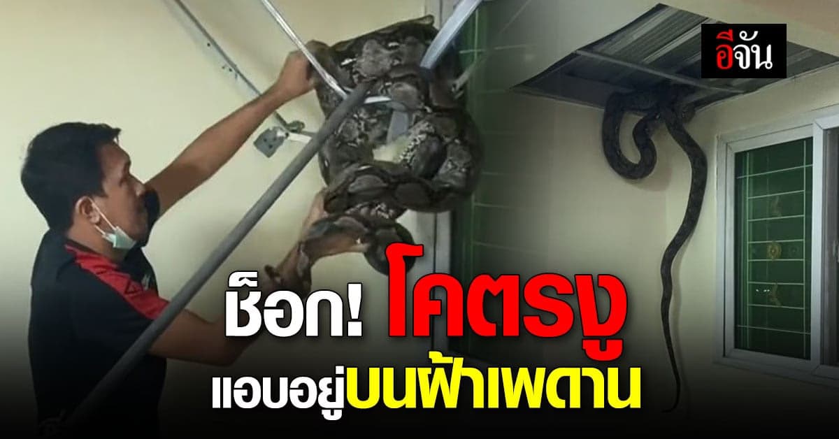 เจ้าของบ้านช็อก เจอโคตรงู ยาว 3 เมตร แอบอยู่บนฝ้าเพดานบ้าน