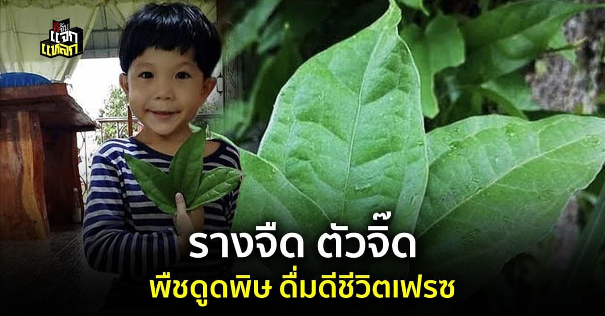 รางจืดพืชดูดพิษ ดื่มดี ล้างร่างกายให้เฟรซขึ้น