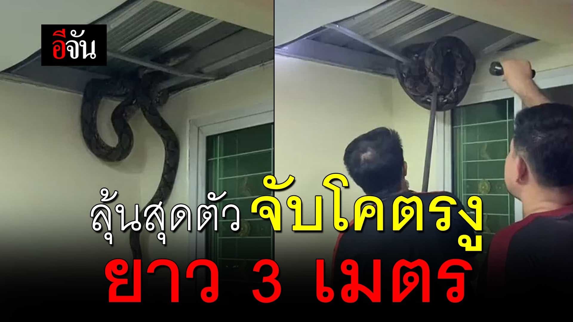 🎬 ลุ้นสุดตัว จับโคตรงูยาว 3 เมตร