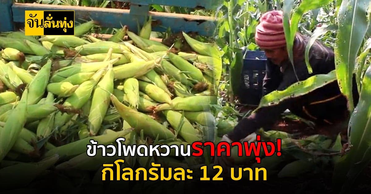ข้าวโพดหวาน ราคาพุ่ง! หลังเจอน้ำท่วมหนักติดต่อกัน