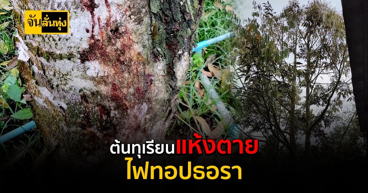 วิธีการรับมือ #ไฟทอปธอรา ในทุเรียน