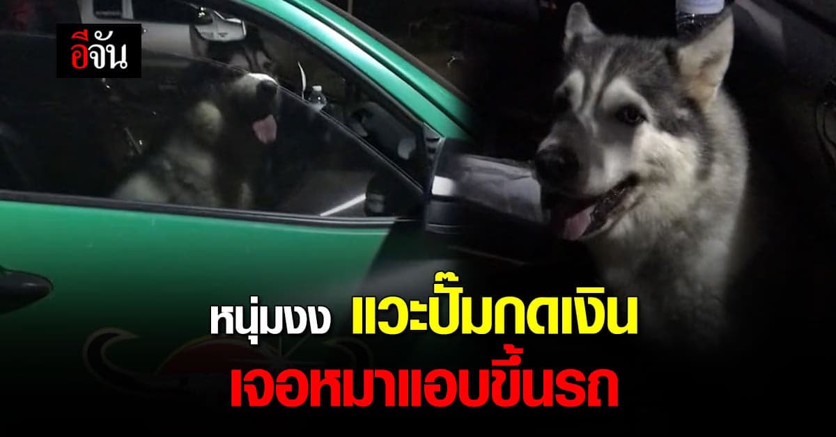 หนุ่มสุดงง จอดรถแวะปั๊มกดเงิน กลับมาเจอไซบีเรียน นั่งอยู่บนรถ