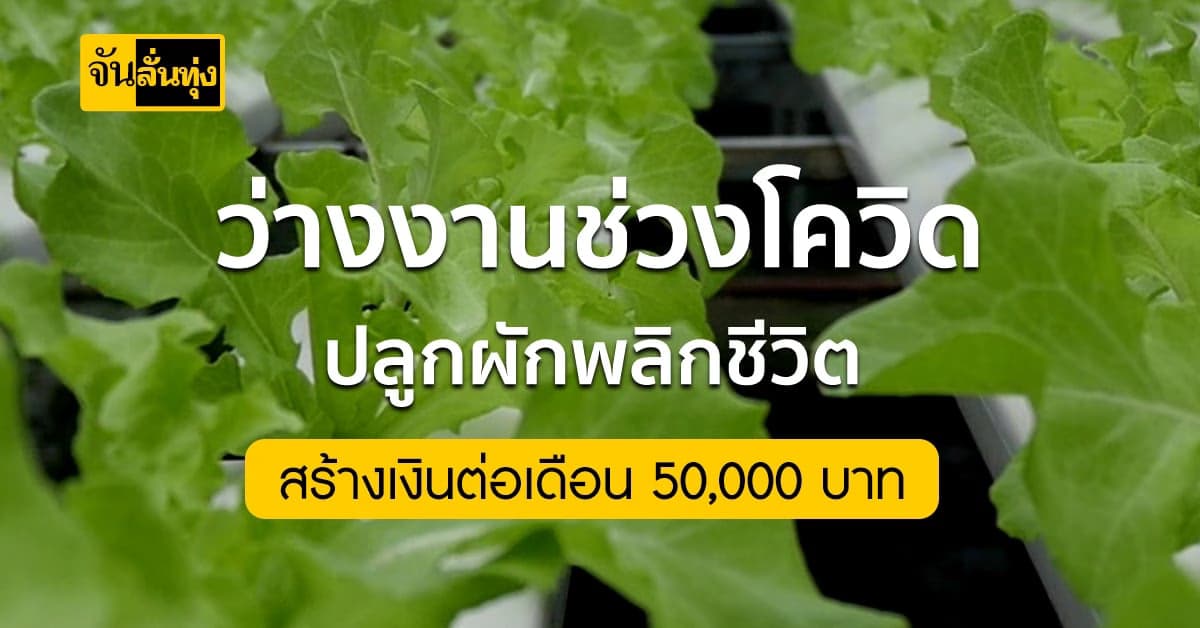 ปลูกผักไฮโดรโปนิกส์ สร้างเงินหมื่น แบบครบวงจร