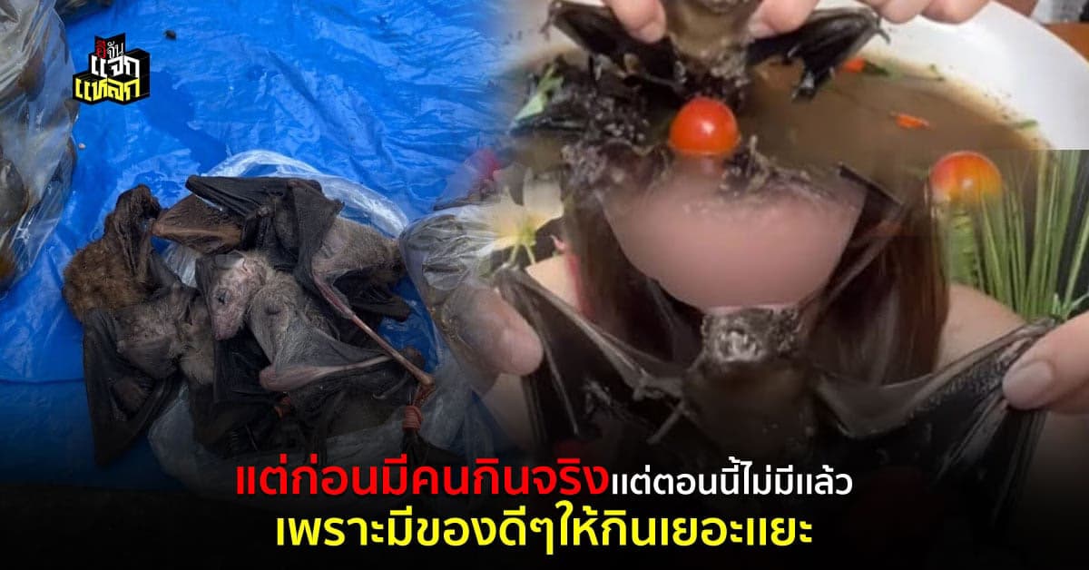 รู้จักค้างคาวตัวปัญหา กับวัฒนธรรมที่มีคนเคยกิน เเต่เลิกนานเเล้ว