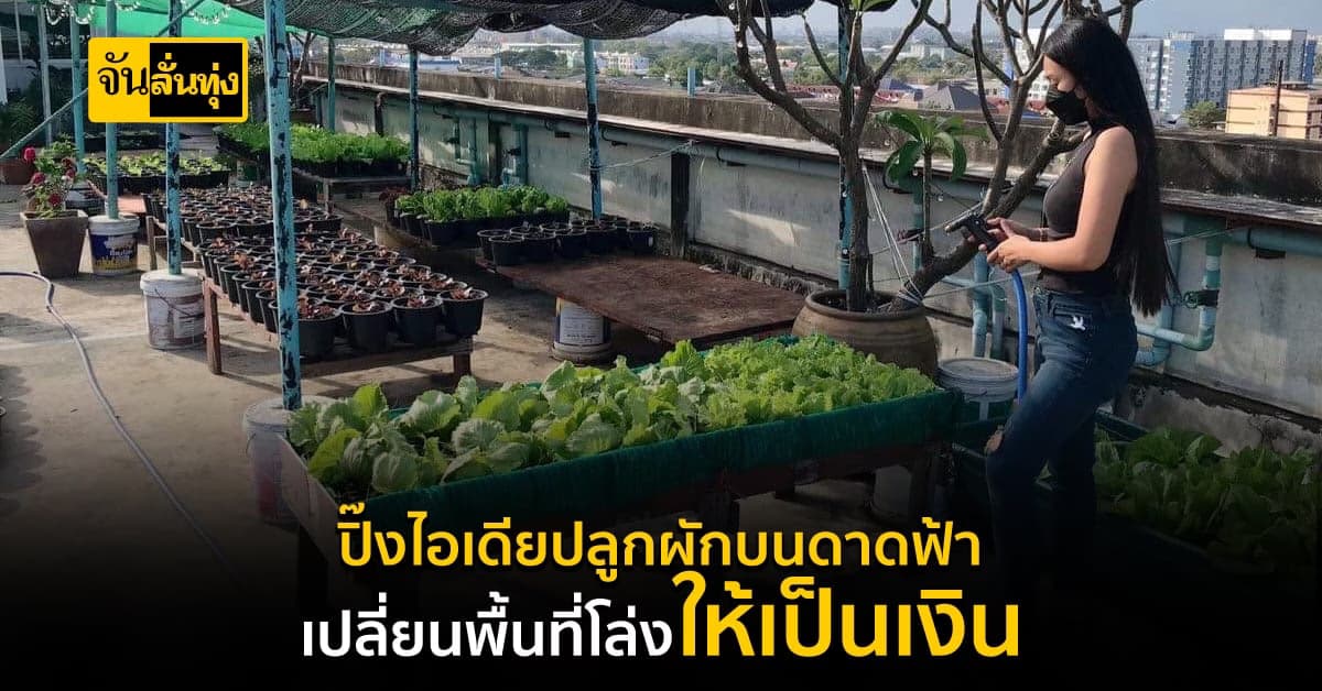 พื้นที่น้อยก็ไม่หวั่น! ปลูกผักบนดาดฟ้าสร้างรายได้เสริม