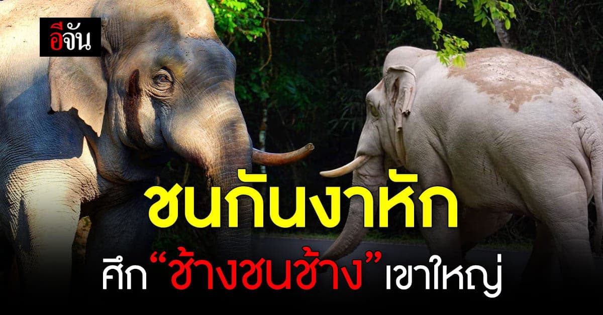 ช้างชนช้าง “พลายงาทอง” ปะทะ “พลายทองคำ” อุทยานแห่งชาติเขาใหญ่