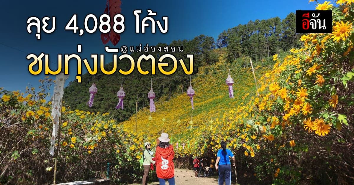 ทุ่งบัวตองบาน แม่ฮ่องสอน บานสะพรั่ง กลางอากาศหนาว นักท่องเที่ยวแห่ชม