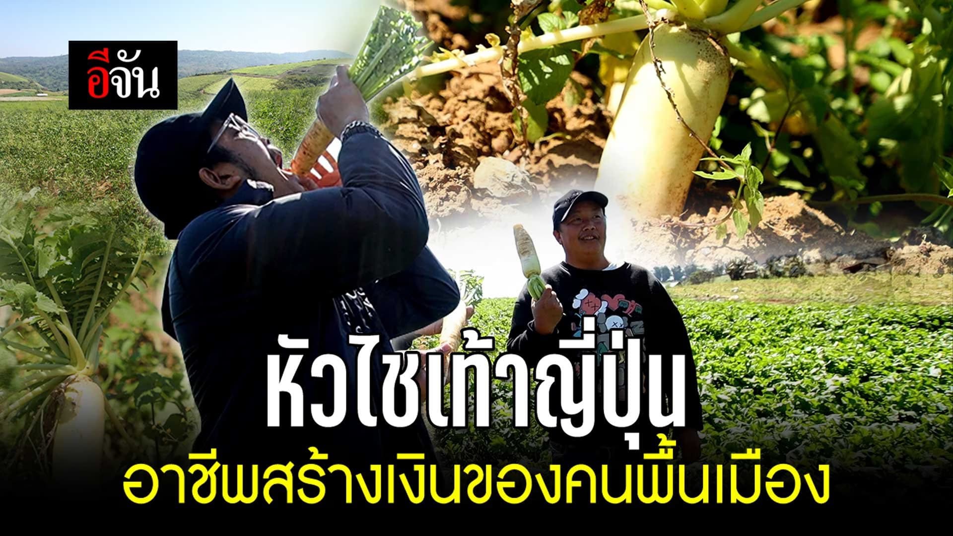 🎬 หัวไชเท้าญี่ปุ่น อาชีพสร้างเงินของคนพื้นเมือง @ภูทับเบิก