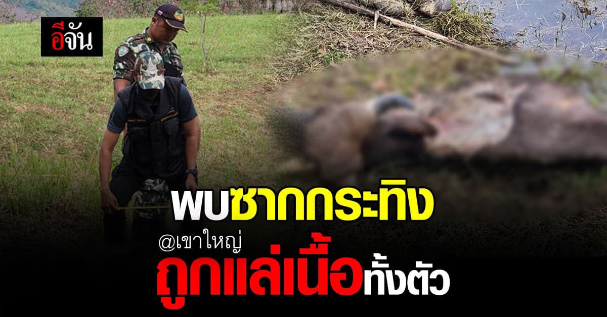 จนท.เขาใหญ่ พบซากกระทิงถูกแล่เนื้อทั้งตัว ทิ้งซากกลางป่า คาดถูกล่า
