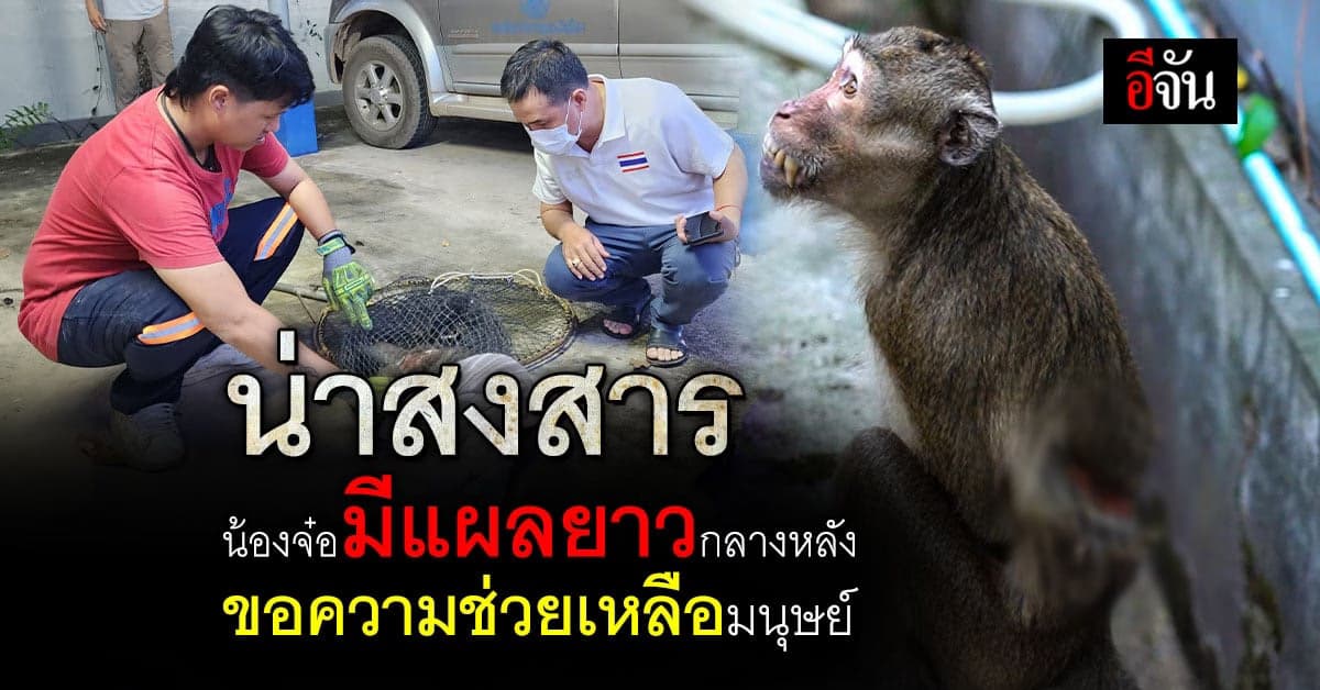 น้องจ๋อบาดเจ็บ แผลยาวกลางหลัง ไม่รู้ที่มา เข้ามาขอให้คนช่วย