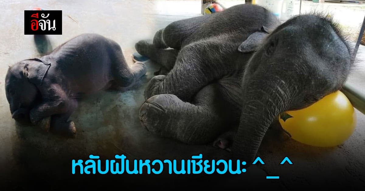 ช้าง นอนหลับยังไง? กรมอุทยาน เผยภาพน่ารัก “เจ้าตุลา” ตอนหลับ