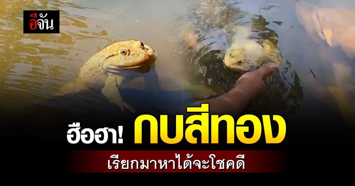 ชาวระยองฮือฮา! กบสีทอง เรียกมาหาได้จะโชคดี