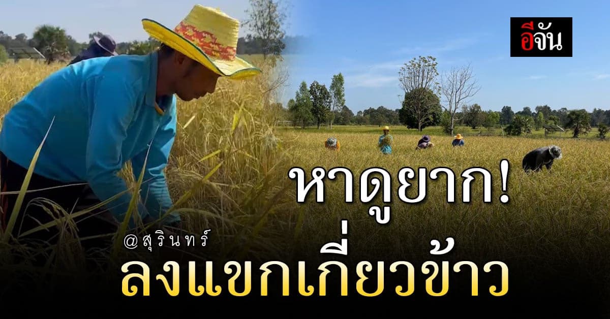ชาวนา สุรินทร์ ช่วยค่าใช้จ่ายกัน ร่วมลงแขก เกี่ยวข้าว ตามวิถีโบราณ