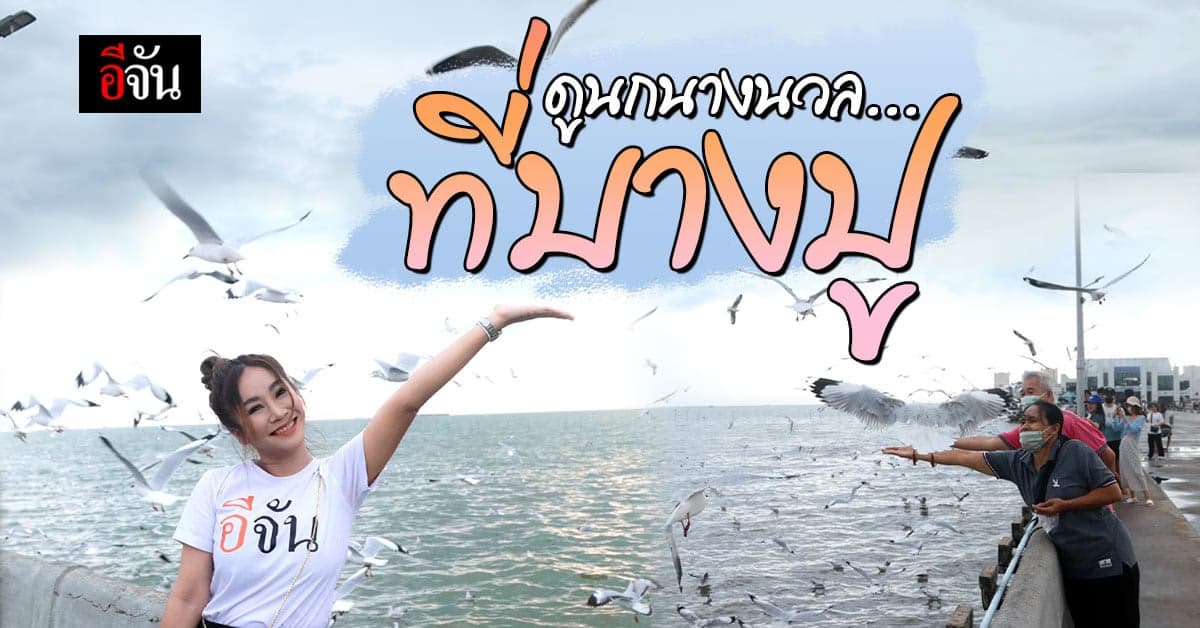 ชวนคนรู้ใจไปดู นกนางนวล ณ บางปู