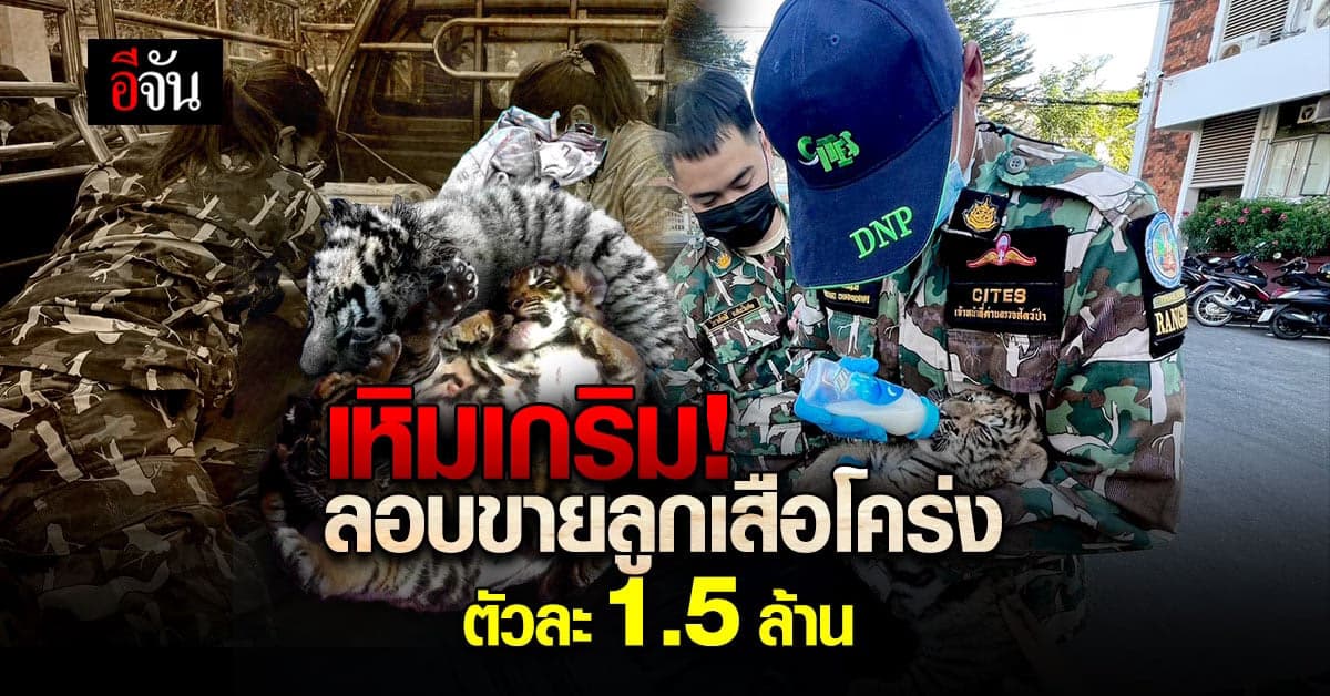 รวบคาปั๊ม ลอบขาย ลูกเสือโคร่ง ตัวละ 1.5 ล้านบาท