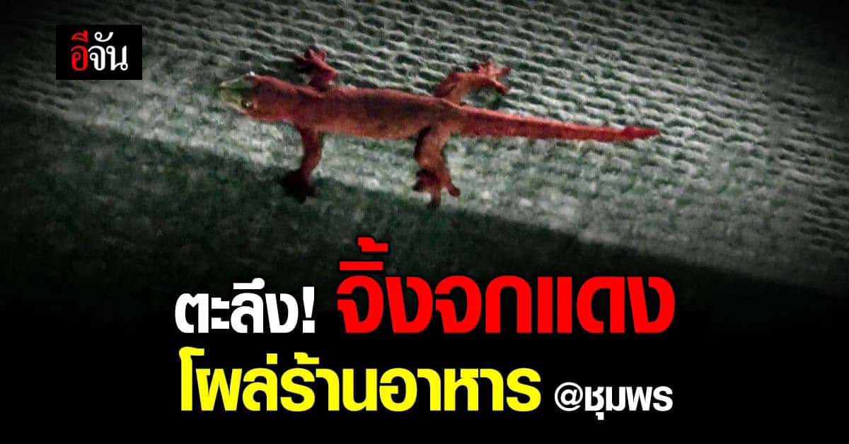 จิ้งจกแดง โผล่ร้านอาหาร วันนี้หวยออก เชื่อมาให้โชคเห็นมา 5 วันแล้ว!