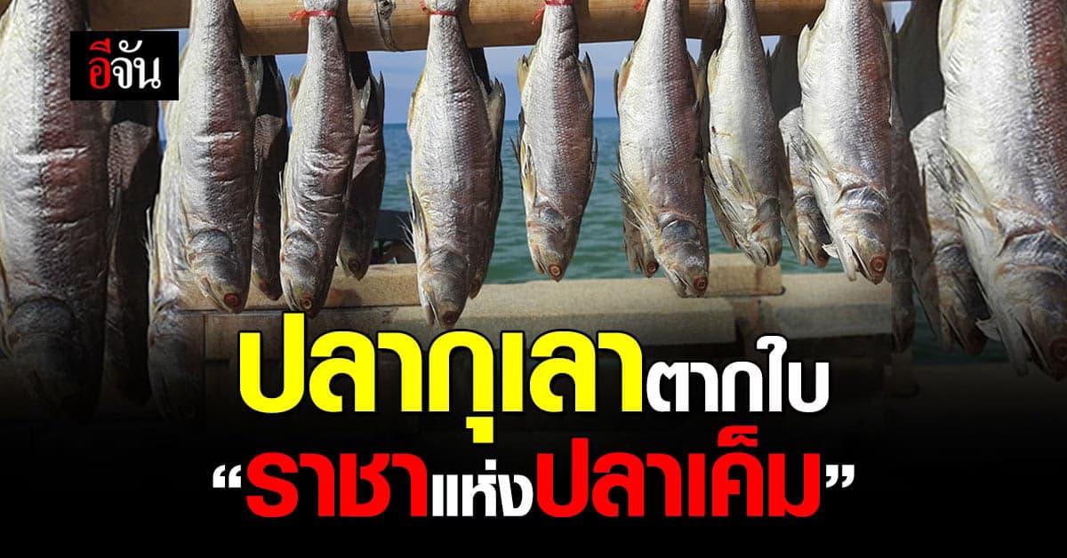 “คนกินไม่ได้ซื้อ คนซื้อไม่ได้กิน” คำพูดถึง ปลากุเลาตากใบ