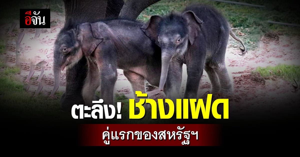 มหัศจรรย์ช็อกเอเชีย ลูกช้างแฝด คู่แรกของสหรัฐฯ