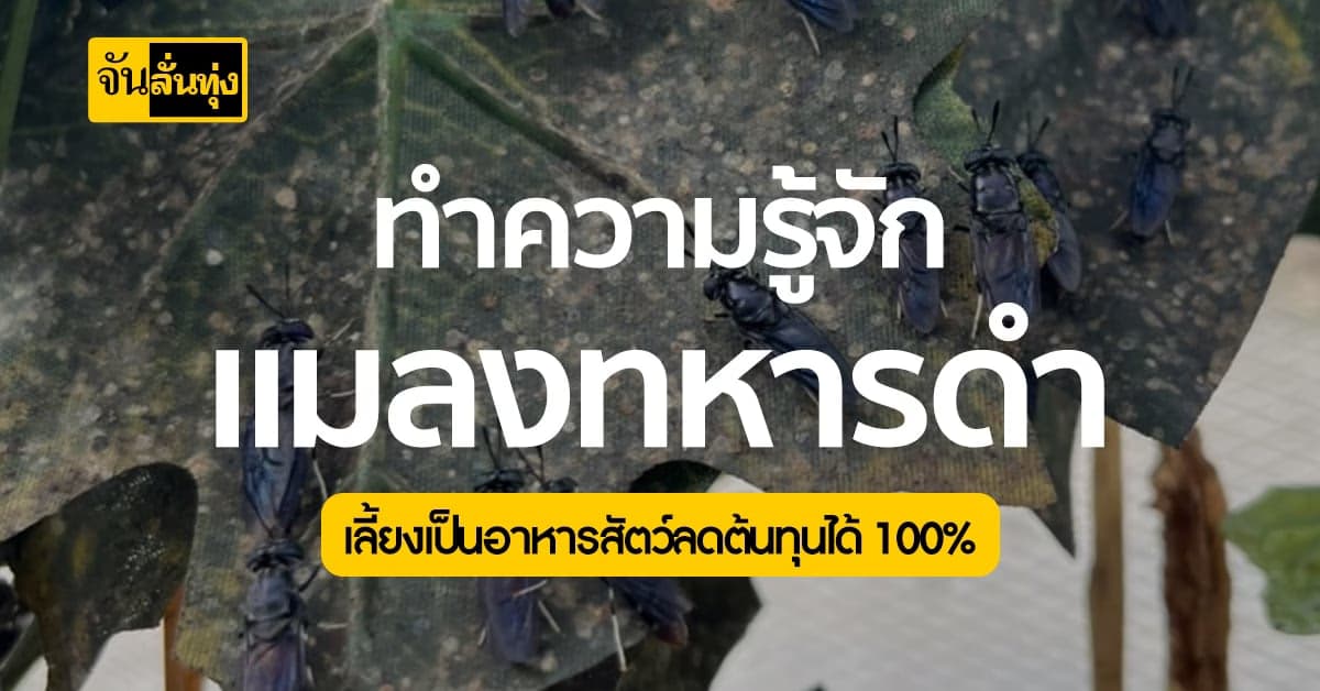 แมลงทหารดำ เลี้ยงเพื่อทดแทนอาหารสัตว์โปรตีนสูง
