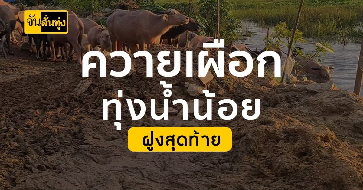 เหลือฝูงสุดท้าย! ควายเผือก เกือบ40ตัว ที่ทุ่งน้ำน้อย