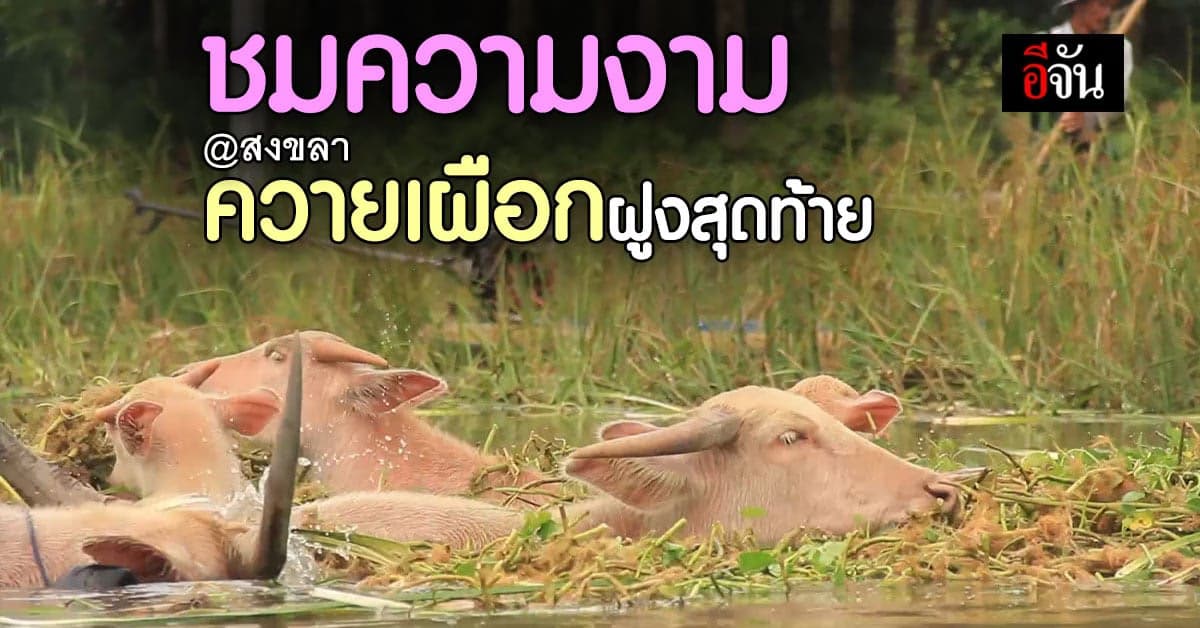 ควายเผือกฝูงสุดท้าย ของ ทุ่งน้ำน้อย สงขลา 40 ตัว