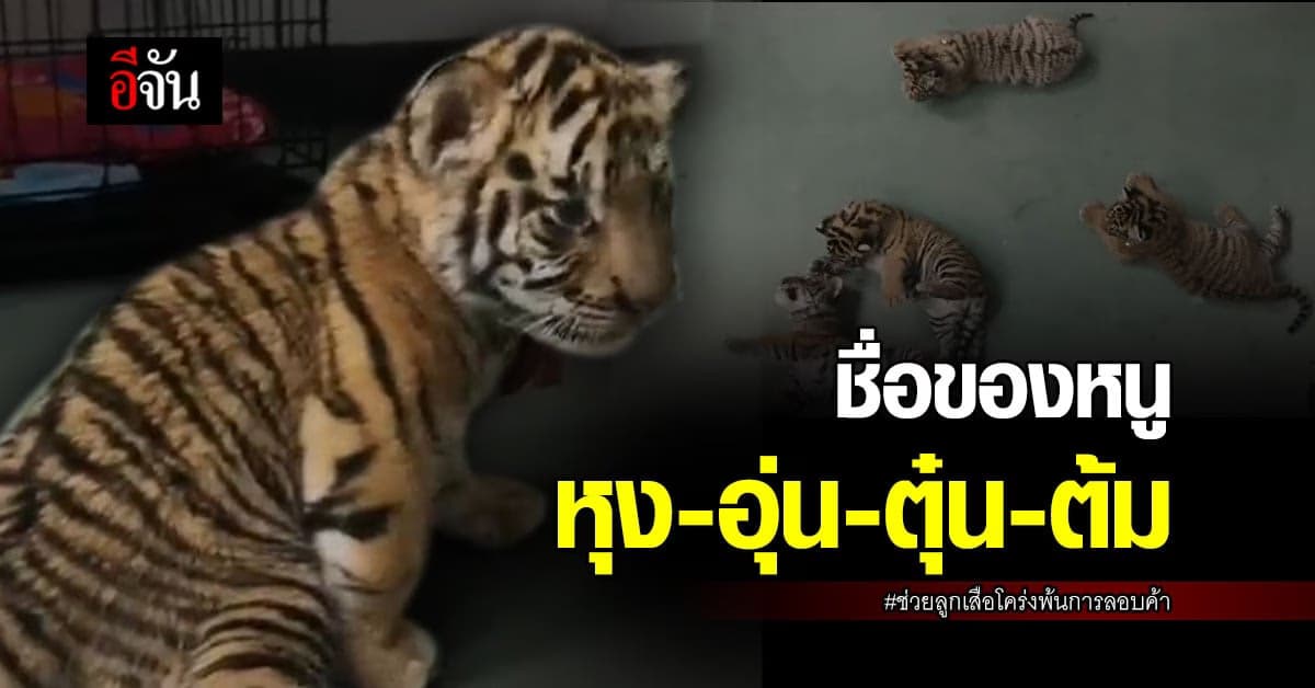 สบอ.9 เผย ลูกเสือโคร่ง หุง-อุ่น-ตุ๋น-ต้ม ร่าเริงไม่ซึม แถมติดคนเลี้ยง