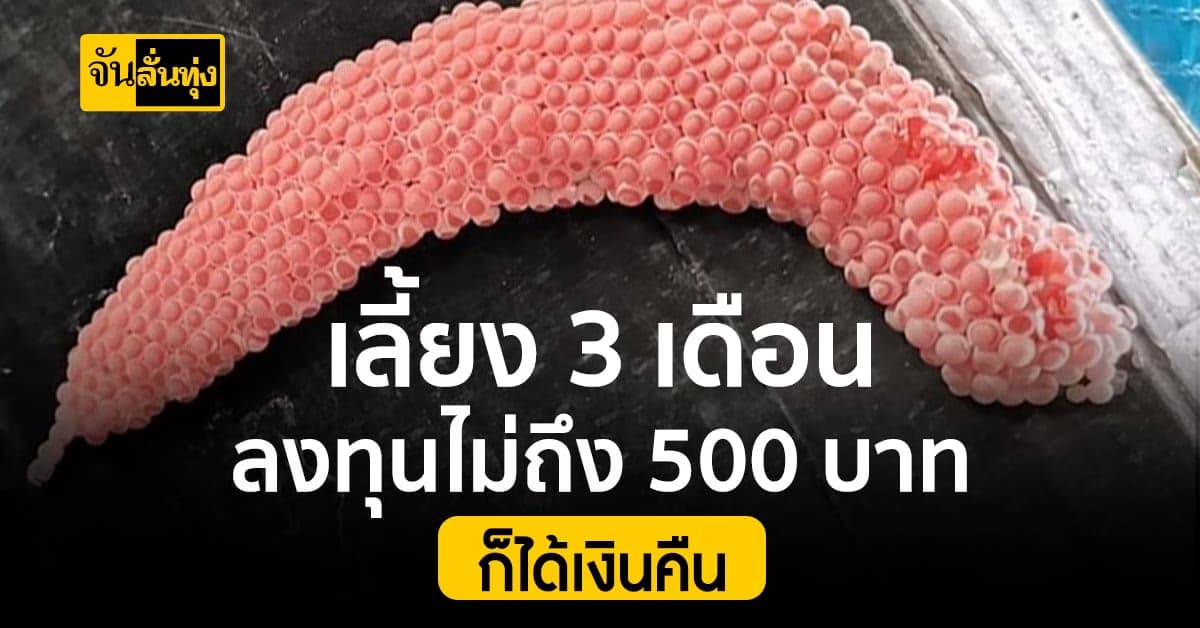 หอยเชอรรี่ทอง เลี้ยงง่ายลงทุนไม่ถึง 500 บาท