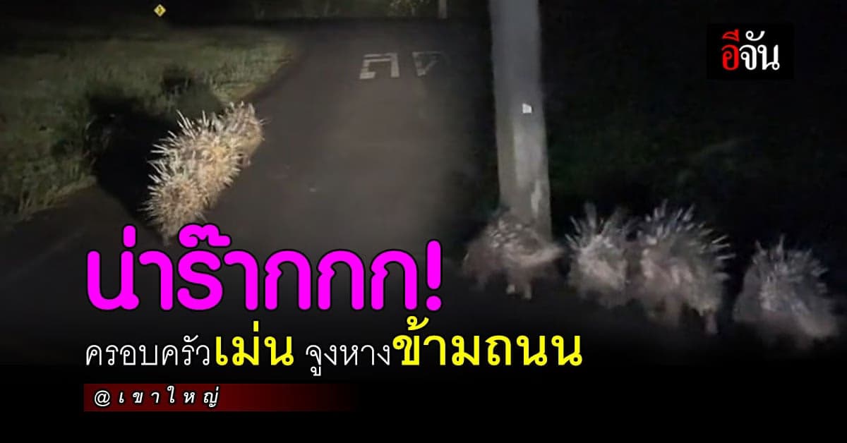 ครอบครัวน้องเม่น พากันข้ามถนน เขาใหญ่ โซเชียลแซว กลับดึกเชียวนะ