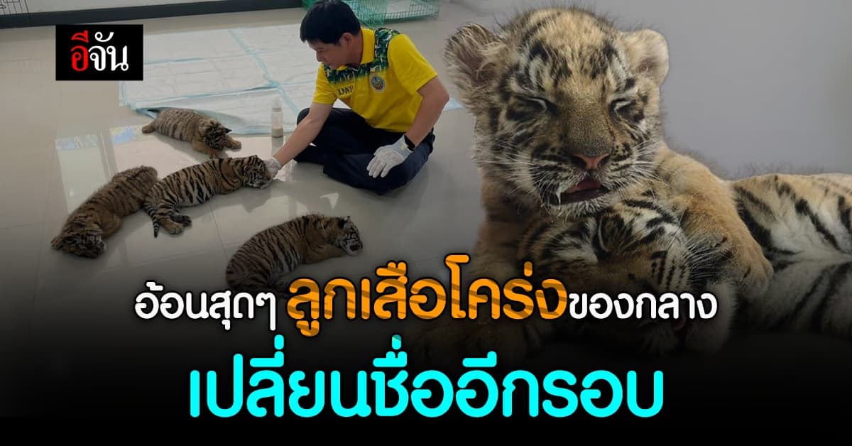 ชื่อเดิมไม่เหมาะ! ลูกเสือโคร่งของกลาง เปลี่ยนชื่ออีกรอบ