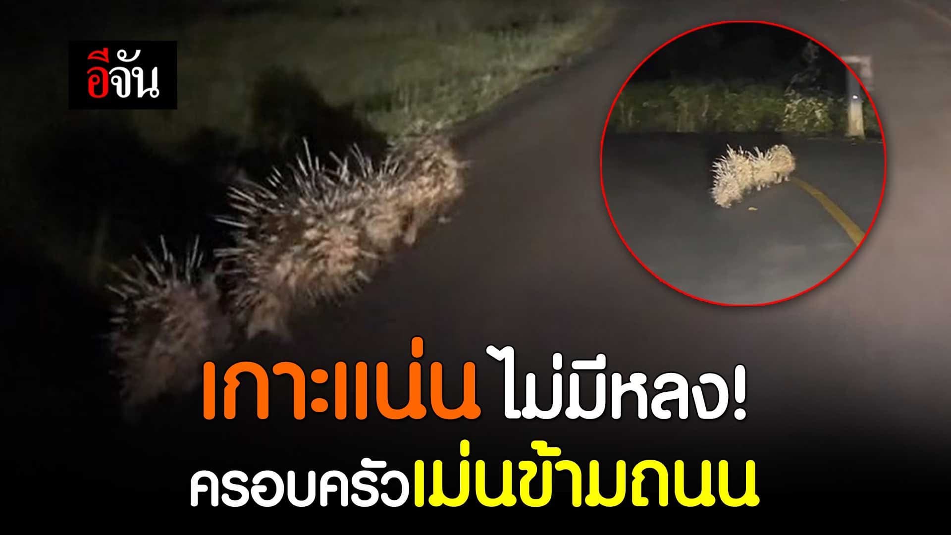 🎬 เกาะแน่นไม่มีหลง! ครอบครัวเม่นข้ามถนน