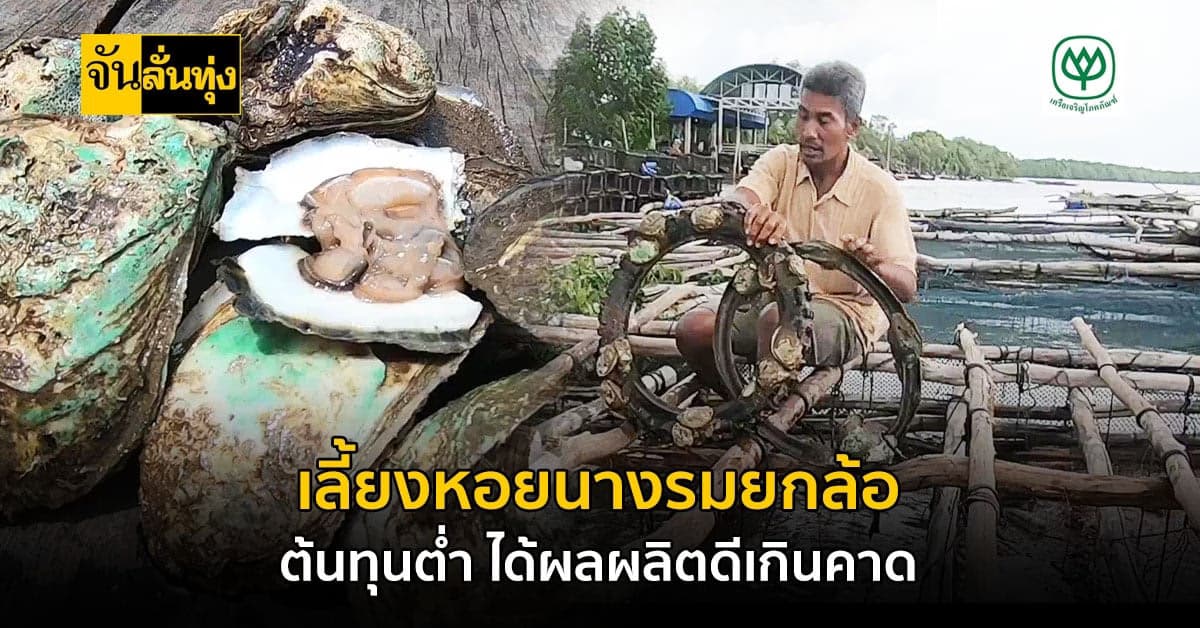 เลี้ยงหอยนางรม ด้วยยางรถยนต์เก่า สร้างรายได้หลักหมื่น