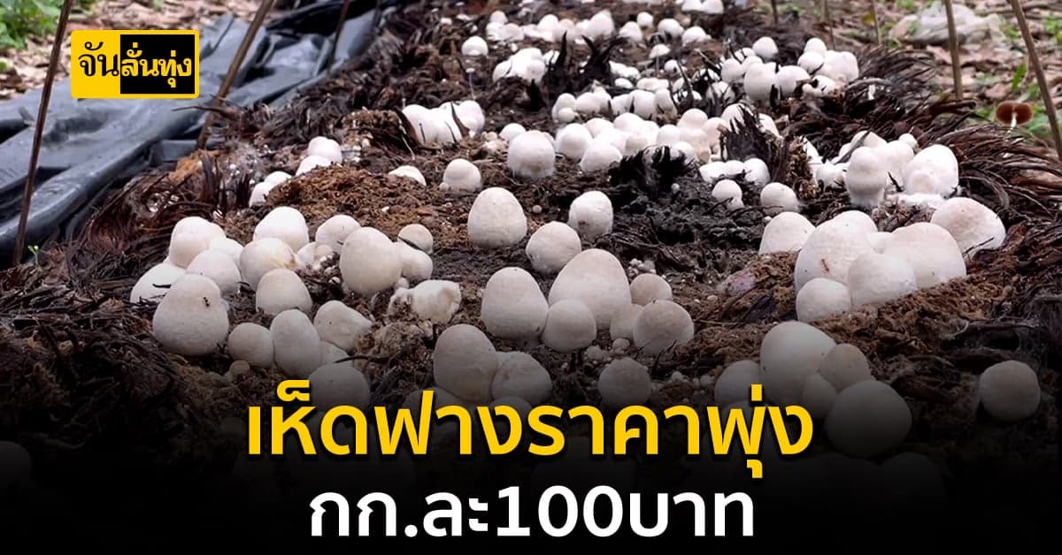 เพาะเห็ดฟางขายราคาพุ่ง กก.ละ 100 บาท