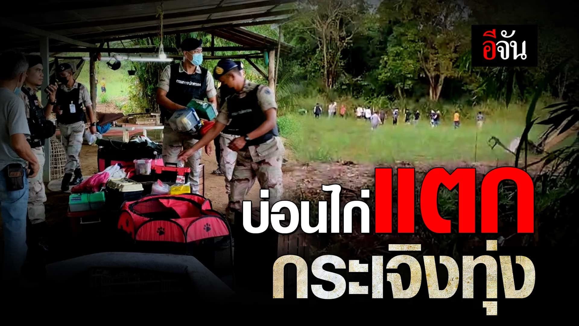 🎬 บ่อนไก่แตก กระเจิงทุ่ง