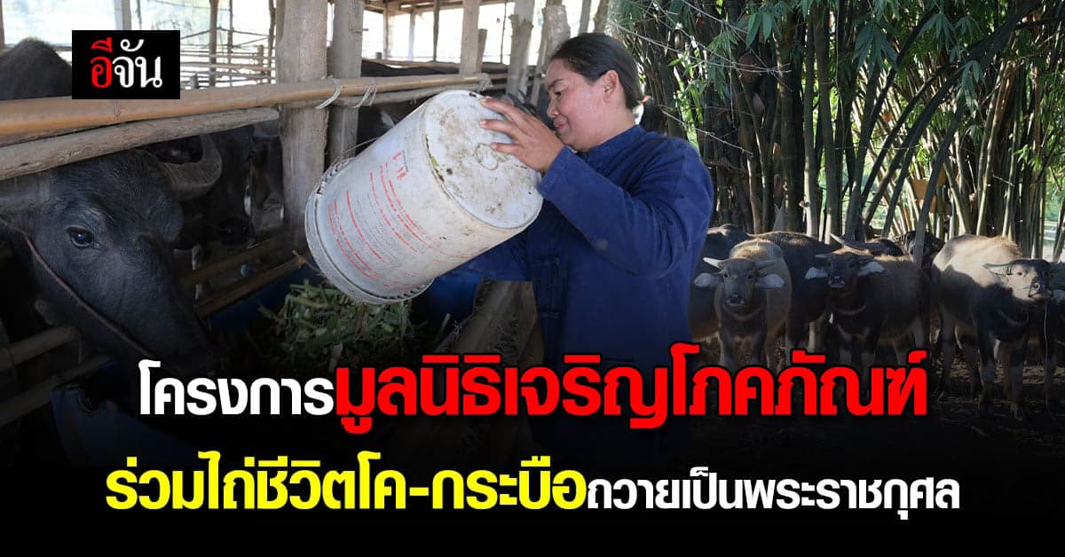 มูลนิธิเจริญโภคภัณฑ์ ต่อยอดอาชีพให้เกษตรกร มอบชีวิตใหม่โค-กระบือ