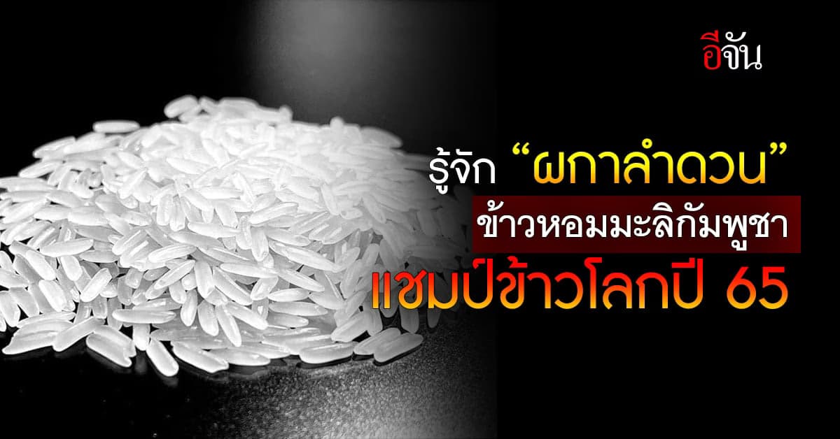 รู้จัก “ผกาลำดวน” ข้าวหอมมะลิกัมพูชา ข้าวดีที่สุดในโลกปี 2565