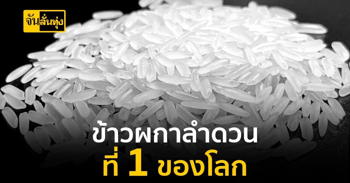 ข้าวผกาลำดวน vs ข้าวหอมมะลิไทย แตกต่างกันอย่างไร