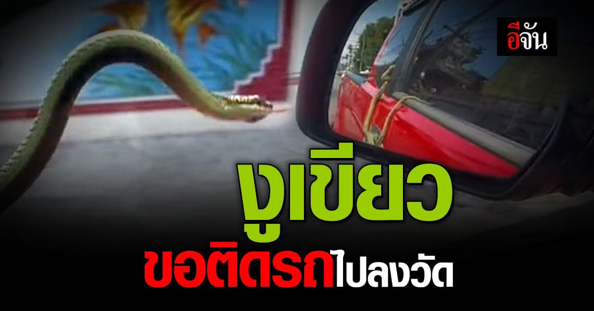 สะดุ้งแรง! สาวตกใจ นั่งรถเพลินๆ เหลือบไปเห็นงูเขียวเกาะหน้าต่างรถ