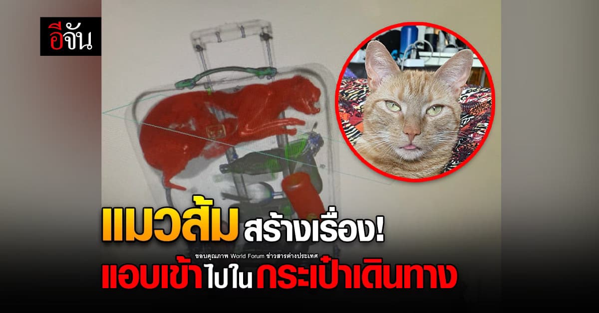 แมวส้มสร้างเรื่อง! แอบอยู่ในกระเป๋าเดินทางเพื่อนบ้าน ทำตกเครื่อง