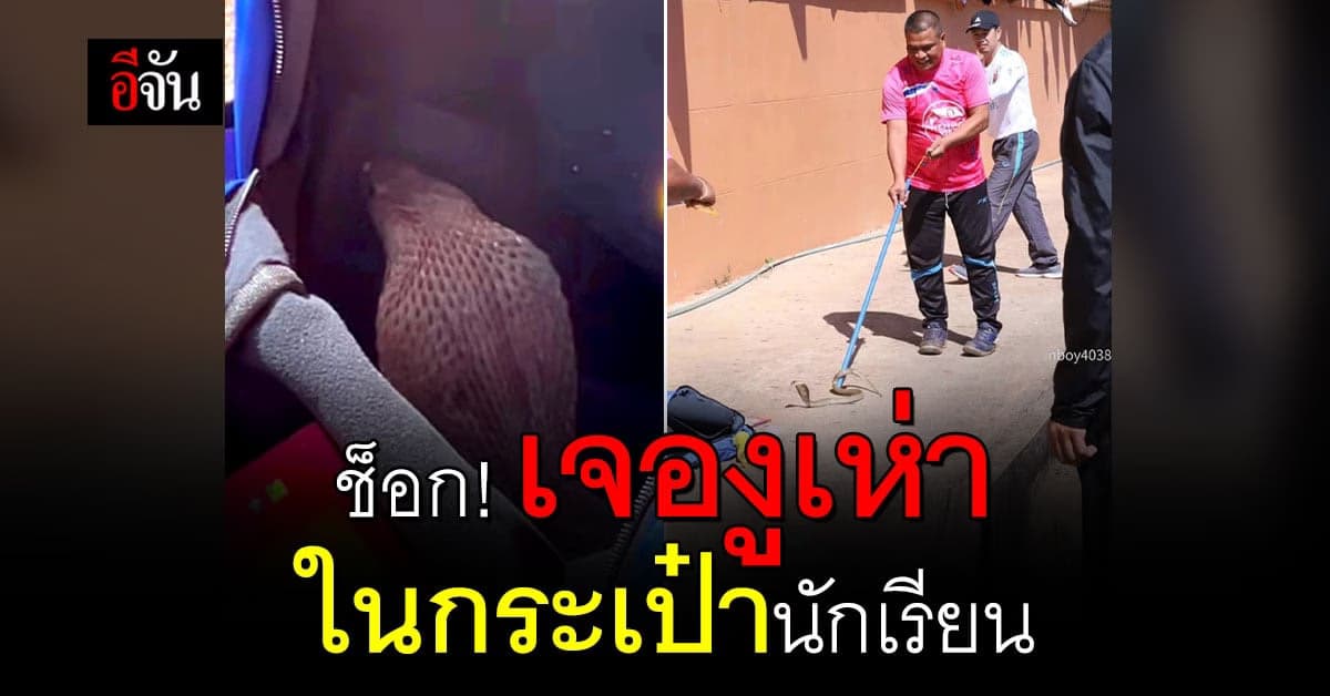 ช็อก งูเห่า ในกระเป๋านักเรียน เรียนไปครึ่งวันแล้วเพิ่งรู้