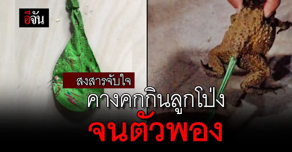 สุดยอด สาวใจดี เจอคางคกกินลูกโป่ง อึไม่ออก ต้องช่วยดึง