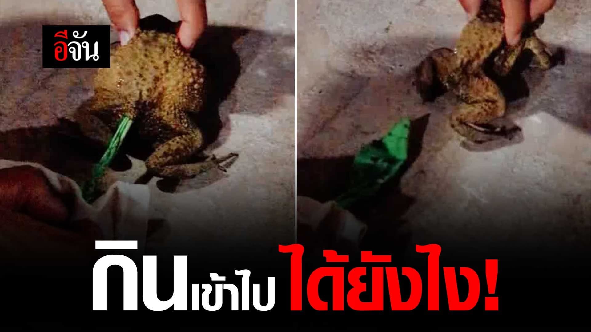 🎬 กินเข้าไปได้ยังไง! คางคกกินลูกโป่ง