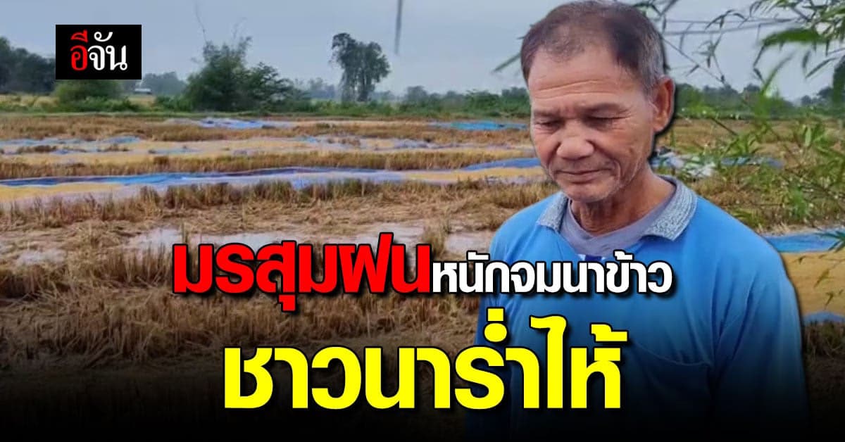 มรสุมฝนตกหนัก กว่า 1 ชั่วโมง ทำนาข้าวจมน้ำ ชาวนาขอนแก่นร่ำไห้