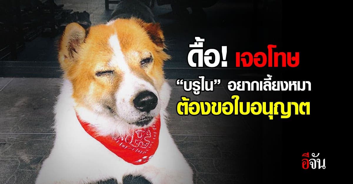 บรูไนจี้เจ้าของหมาต้องขอ “ใบอนุญาตเลี้ยงสัตว์” ฝ่าฝืนมีโทษปรับ-จำคุก