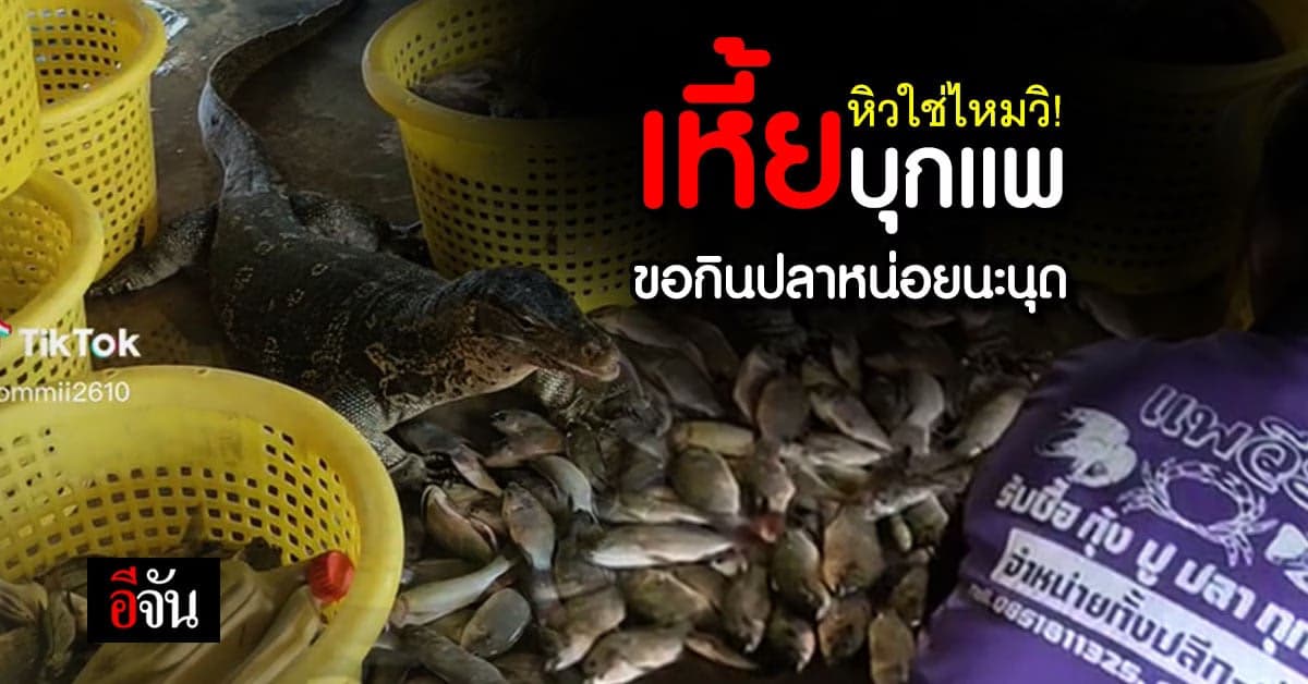 น้องเหี้ยสุดเชื่อง บุกแพปลา กินไม่อั้นเหมือนเป็นบุฟเฟต์