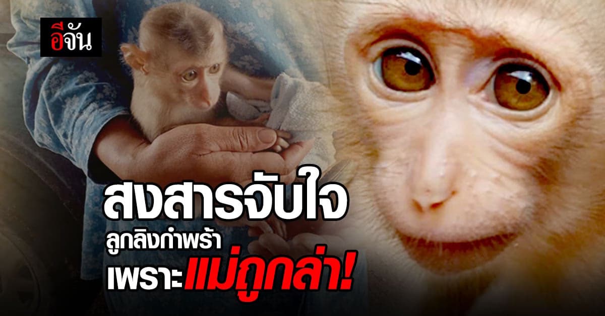 สงสารจับใจ ลูกลิงตัวน้อย ถูกพรากแม่ จากน้ำมือคนเหี้ยม